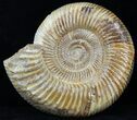 Perisphinctes Ammonite - Jurassic #31752-1